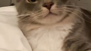 Cute Little Cat 2