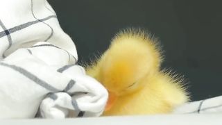 Cute Little Ducky
