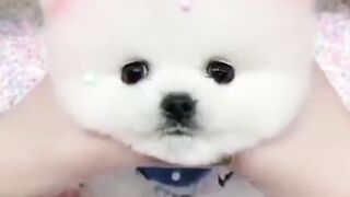 Cute Little Dog