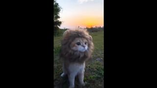 Cute Little Tiger Cat