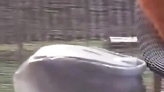 Funny cat videos compilation 2