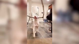 The best funniest Animals Videos 2023????????Funny Cats And Dogs Videos????????