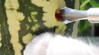 Easy Summer Drinks!!-CAT COOKING.