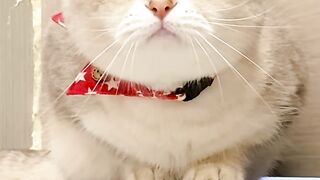 Happy Happy Happy Little Cat