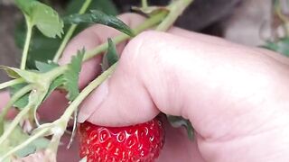 Panen buah strawberry