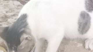 Hungry Cat