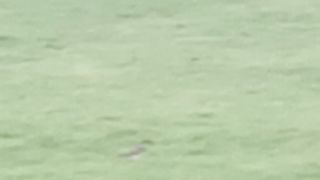 Birds Around