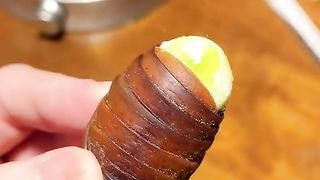 Sugar glider eating cheese bug