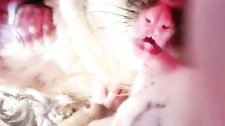 cute sugar glider sleeping