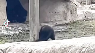 FUNNY ANIMAL 2