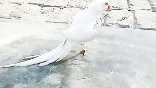 Bird's lover♥️ 107