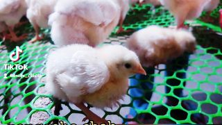 maintenance of broiler chickens