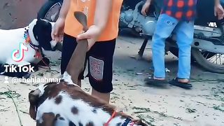 Bakra eid????????????