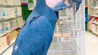 Bird's lover♥️ 108