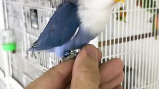 Bird's lover♥️ 109