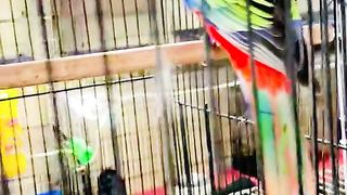 Bird's lover♥️ 111