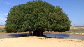 Pohon Sahabati