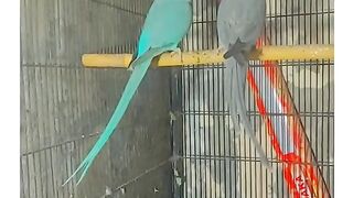 Bird's lover♥️ 115