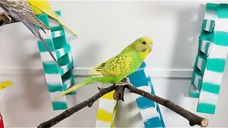 Bird's lover♥️ 116