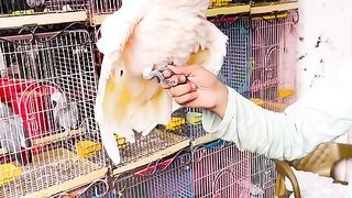 Bird's lover♥️ 113