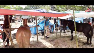 মেলার সর্বোচ্চ ঘণ্টার দাম ৭০ লাখ টাকা