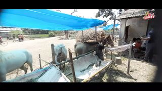 ৮০ লাখ টাকা দামের ঘোড়া দেখুন Check out the horse worth Rs 80 lakh By tUsar khan