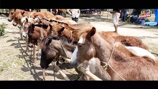 বাংলাদেশের সর্বোচ্চ সেরা ঘোড়া দুর্বার ঘোড়া