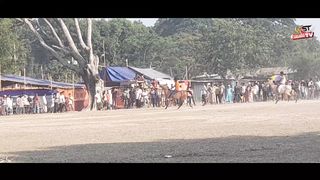 সেরা সেরা ঘোড়ার বাচ্চা দেখলে মাথাই নষ্ট হয়ে যাবে