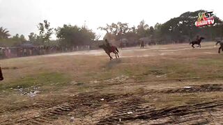 Best horse racing of all countries including India Pakistan Bangladesh