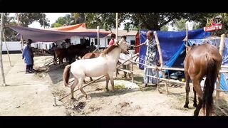 বিদ্যুৎগতির ঘোড়া দেখলে মাথায় নষ্ট If you see an electric horse