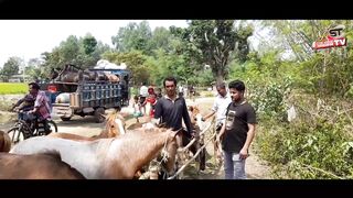 The price of a foal is only 5 thousand rupees
