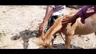 ছোট ছোট ঘোড়ার বাচ্চা দেখলে খুব সুন্দর লাগে