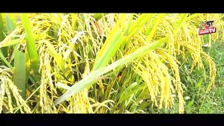 ধান কাটার আধুনিক মেশিন Seeing the modern rice cutting machine