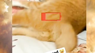 Funny cat videos 7