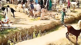 Eid speical