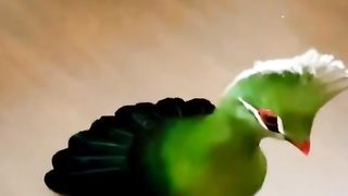 Bird's lover♥️ 117