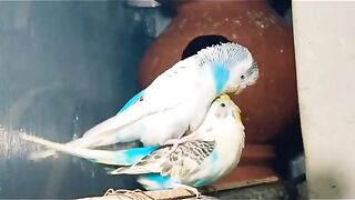 Bird's lover♥️ 118