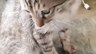 Cat video at home