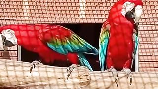 Bird's lover♥️ 120