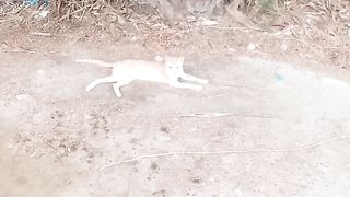 Its very funny cat