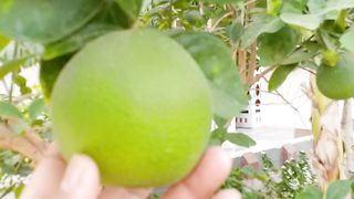 Eat this fruit to fulfill your vitamin C deficiency