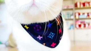 Funny cat 66