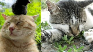 Cat fun 2