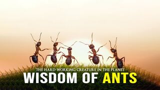 Wisdom Of The Ants - Best Motivational Video 2