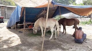ঘোড়ার মেলা দেখুন দেশি-বিদেশি বিভিন্ন ঘোড়া