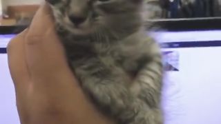 Cats of Tiktok
