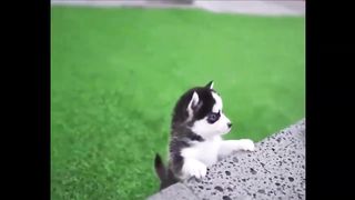 Funniest Animals And Cute Animals Compilation