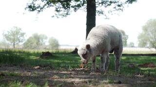 Cute And Funny Animals Video Compilation With Relaxation Music