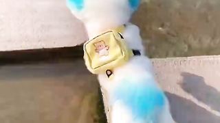 Cute baby animals Videos Compilation cute moment of the animals 5