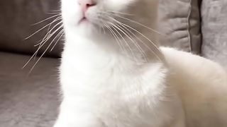 Funny animals - Funny cats - dogs
